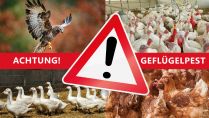 Geflügelpest: Für über 200 Betriebe entfallen die verschärften Restriktionen
